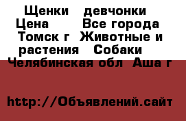 Щенки - девчонки › Цена ­ 2 - Все города, Томск г. Животные и растения » Собаки   . Челябинская обл.,Аша г.